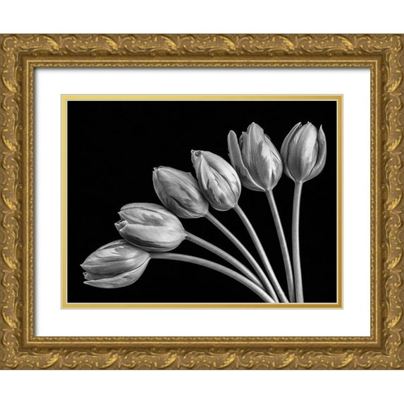 Frank, Assaf 32x25 Gold Ornate Wood Framed with Double Matting Museum Art Print Titled - Tulip flowers in fan shape arrangment, FTBR-1816