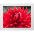 thumbnail image 1 of Frank, Assaf 32x25 White Modern Wood Framed Museum Art Print Titled - Dahlia Flowers, 1 of 4