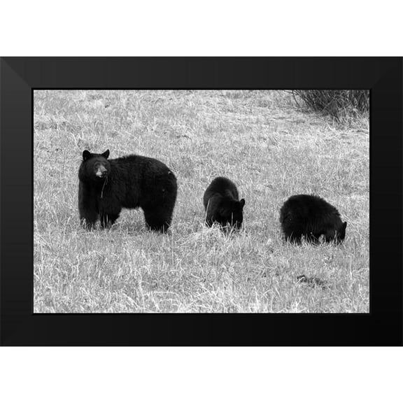 Frank, Corrie 14x11 Black Modern Framed Museum Art Print Titled - Blackbear Sow and Cubs, Yellowstone National Park