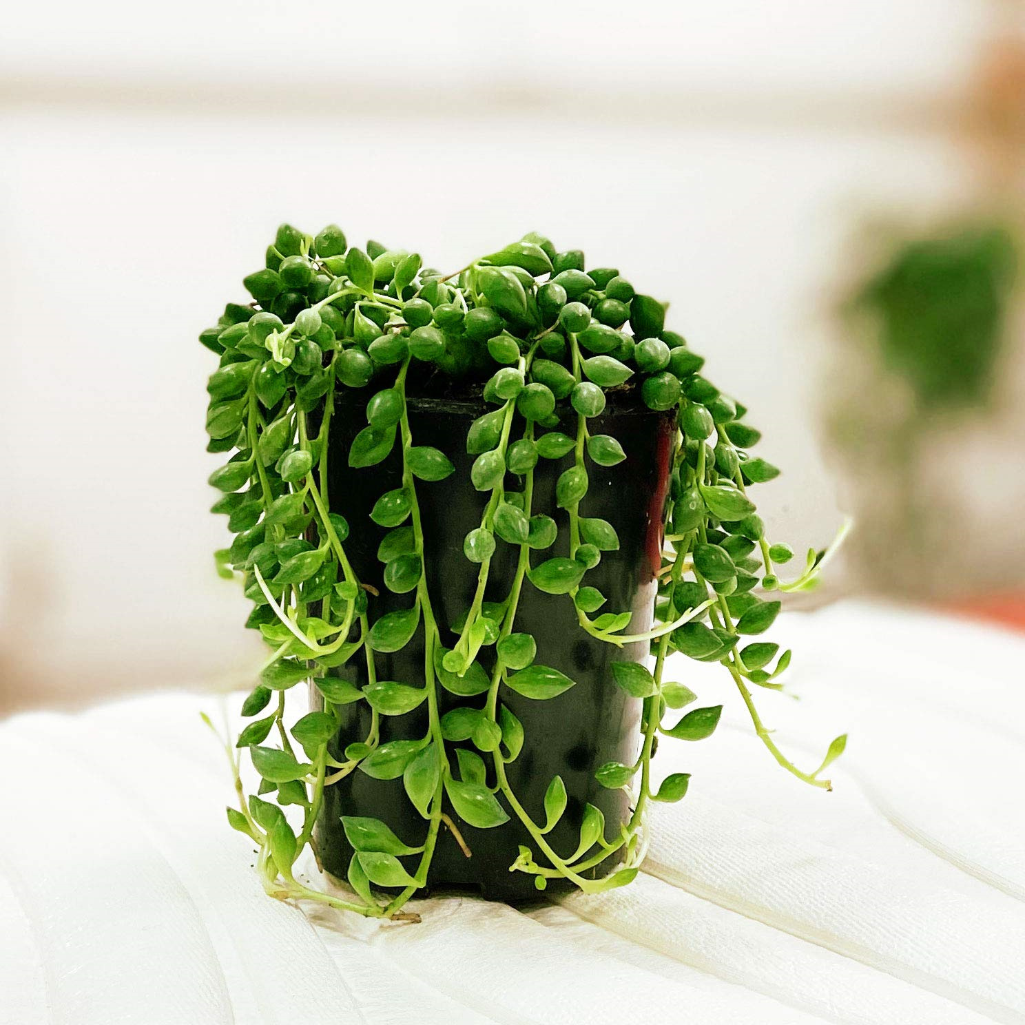 Frank Farm Low Light Indoor Plants Live Plants Plants Live Houseplants