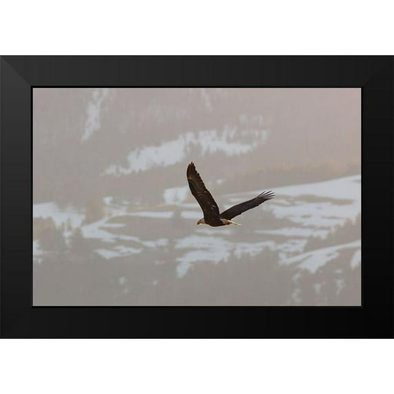 Frank, Jacob W. 14x11 Black Modern Framed Museum Art Print Titled - Bald Eagle over Soda Butte Creek, Yellowstone National Park