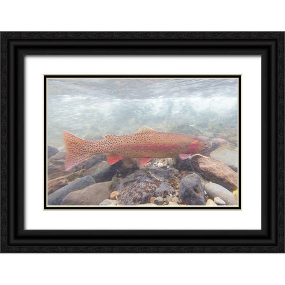 Frank, Jacob W. 14x11 Black Ornate Wood Framed with Double Matting Museum Art Print Titled - Spawning Yellowstone Cutthroat Trout, Yellowstone National Park