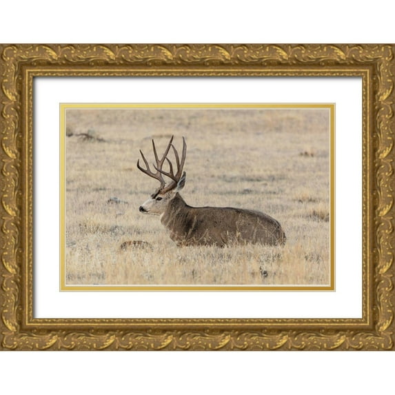 Frank, Jacob W. 14x11 Gold Ornate Wood Framed with Double Matting Museum Art Print Titled - Mule Deer Buck, Yellowstone National Park