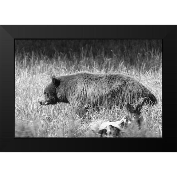 Frank, Jacob W. 18x13 Black Modern Framed Museum Art Print Titled - Black Bear in Yellowstone National Park