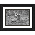 thumbnail image 1 of Frank, Jacob W. 18x13 Black Ornate Wood Framed with Double Matting Museum Art Print Titled - Bighorn Ram, Yellowstone National Park, 1 of 4