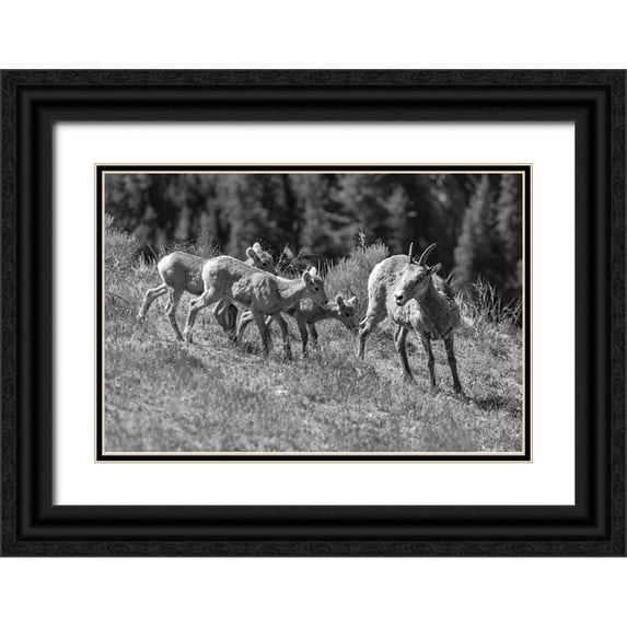 Frank, Jacob W. 18x13 Black Ornate Wood Framed with Double Matting Museum Art Print Titled - Bighorn Sheep, Yellowstone National Park