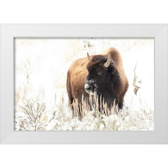 Frank, Jacob W. 18x13 White Modern Wood Framed Museum Art Print Titled - Bison feeding in the snow, Yellowstone National Park