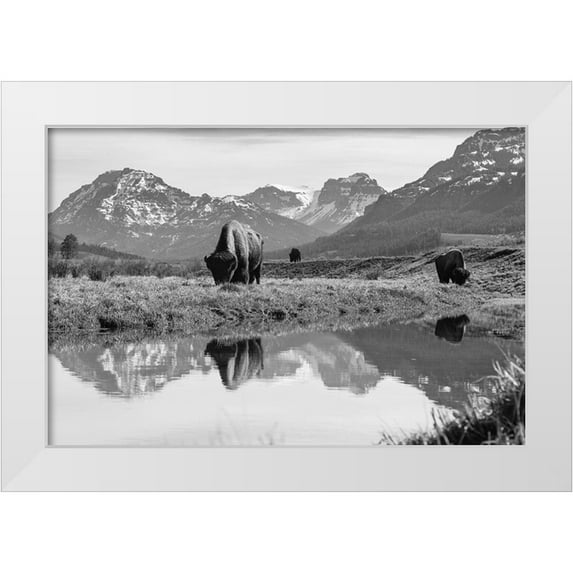Frank, Jacob W. 18x13 White Modern Wood Framed Museum Art Print Titled - Bull Bison Graze in Lamar Valley, Yellowstone National Park
