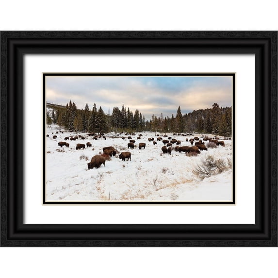 Frank, Jacob W. 24x17 Black Ornate Wood Framed with Double Matting Museum Art Print Titled - Bison near Wraith Falls Trailhead, Yellowstone National Park