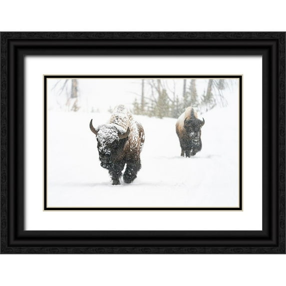 Frank, Jacob W. 24x17 Black Ornate Wood Framed with Double Matting Museum Art Print Titled - Bull Bison on the East Entrance Road, Yellowstone National Park