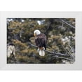 thumbnail image 1 of Frank, Jacob W. 24x17 White Modern Wood Framed Museum Art Print Titled - Bald Eagle near Gardner Canyon, Yellowstone National Park, 1 of 4