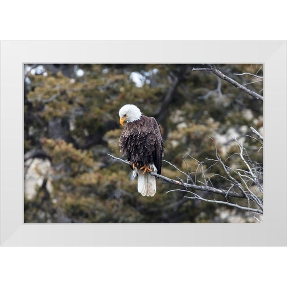 Frank, Jacob W. 24x17 White Modern Wood Framed Museum Art Print Titled - Bald Eagle near Gardner Canyon, Yellowstone National Park