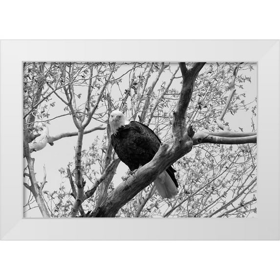 Frank, Jacob W. 24x17 White Modern Wood Framed Museum Art Print Titled - Bald Eagle perched near the Yellowstone River, Yellowstone National Park