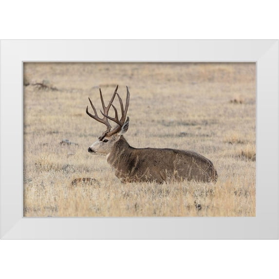 Frank, Jacob W. 24x17 White Modern Wood Framed Museum Art Print Titled - Mule Deer Buck, Yellowstone National Park