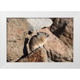 thumbnail image 1 of Frank, Jacob W. 24x17 White Modern Wood Framed Museum Art Print Titled - Pika, Ochotona princeps, Yellowstone National Park, 1 of 4