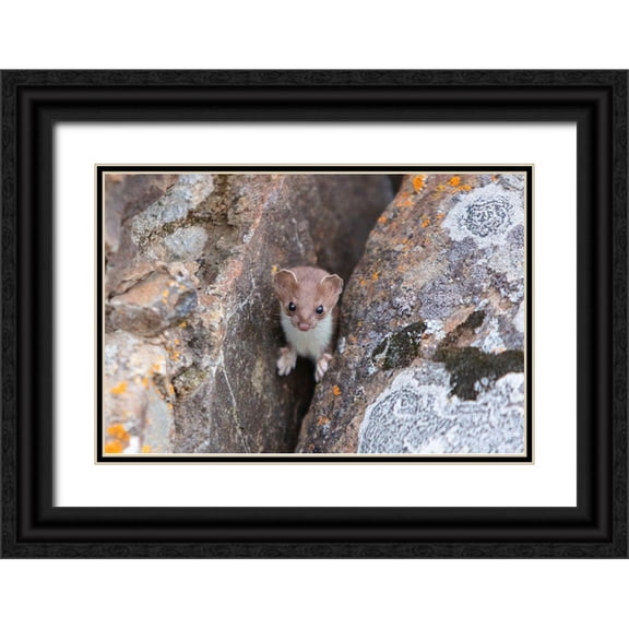 Frank, Jacob W. 32x23 Black Ornate Wood Framed with Double Matting Museum Art Print Titled - Short-tailed Weasel, Yellowstone National Park
