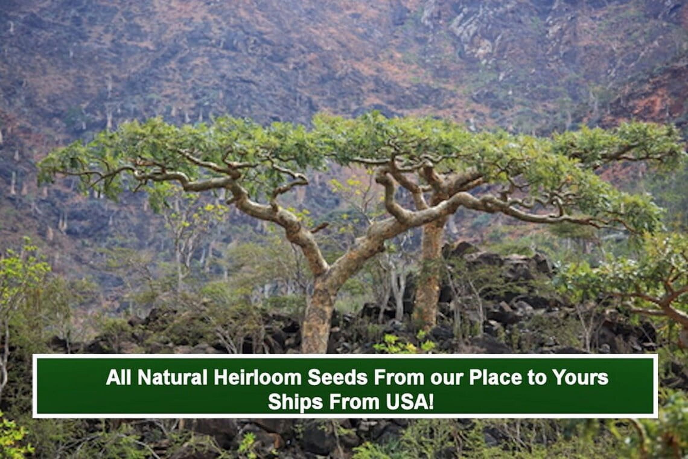 Serendipity Seeds Frankincense Seeds, Boswellia Serrata, 10 Heirloom Seeds,  Indian Frankincense - Walmart.com