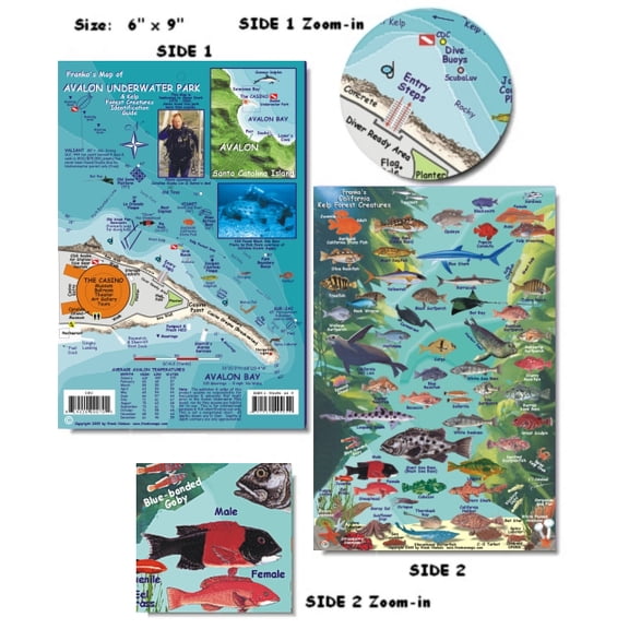 Franko Maps - Avalon Underwater Park Fish ID