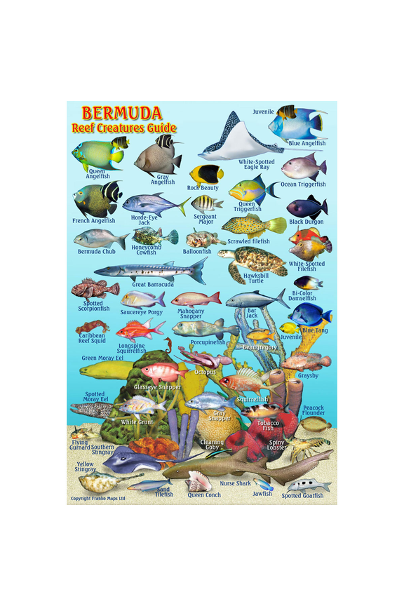 Bermuda Mini Fish ID-Card