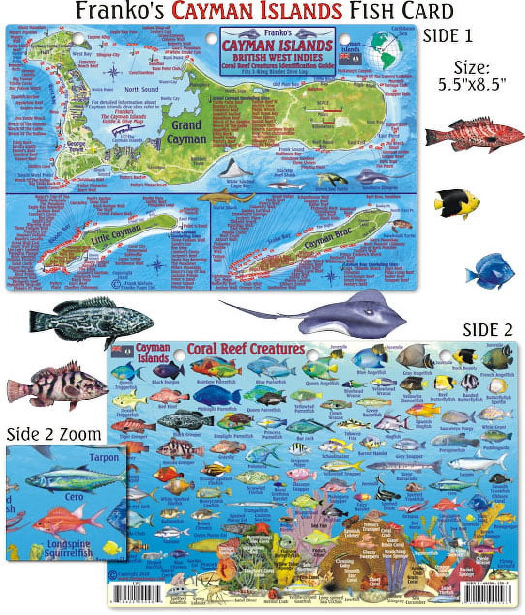 Franko Maps - Cayman Islands Reef Fish ID - Walmart.com