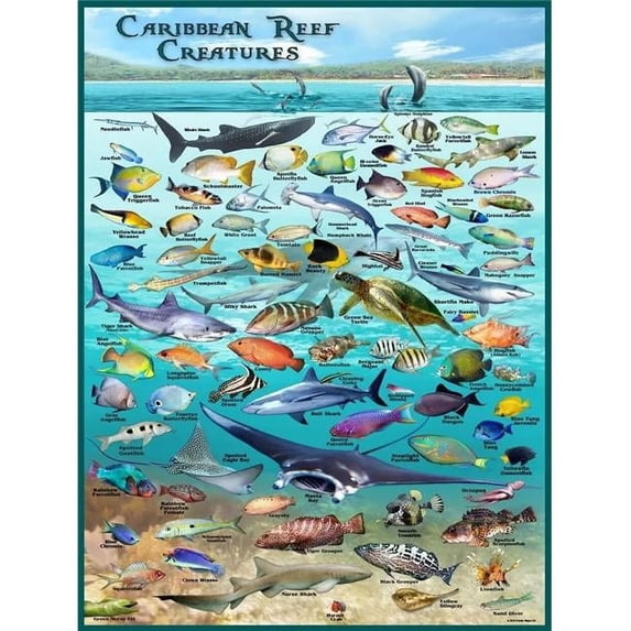 Franko Maps F36501 18 x 24 in. Caribbean Reef Creatures Tropical Fish Poster