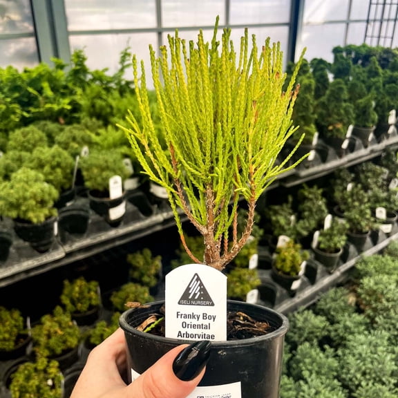 Franky Boy Arborvitae, Live Plant, 4" Growers Pot