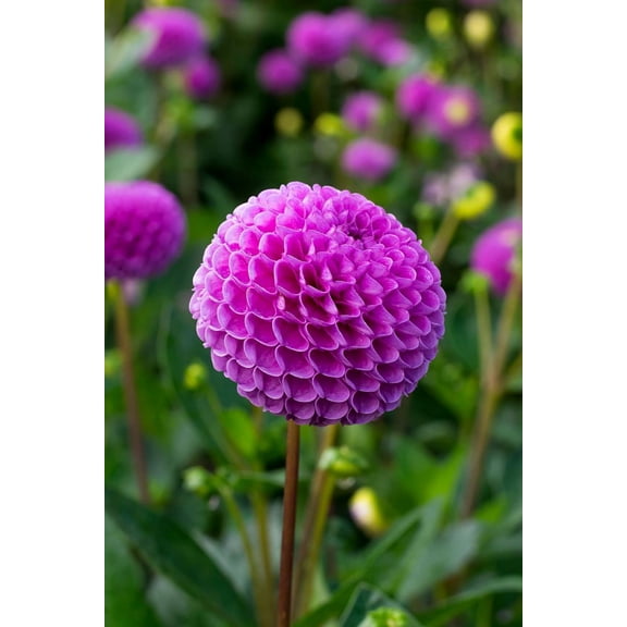 Franz Kafka Pompon Dahlia - Dark Pink Blooms - #1 Size Root Clump
