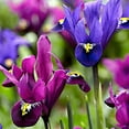 thumbnail image 1 of Fraternal Twins Iris Reticulata - 20 Bulbs, 1 of 1