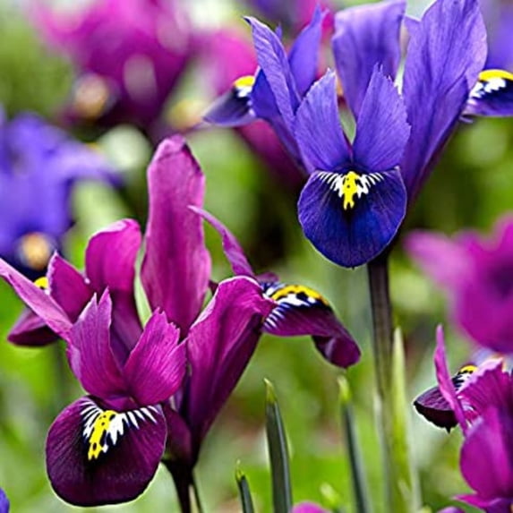 Fraternal Twins Iris Reticulata - 20 Bulbs