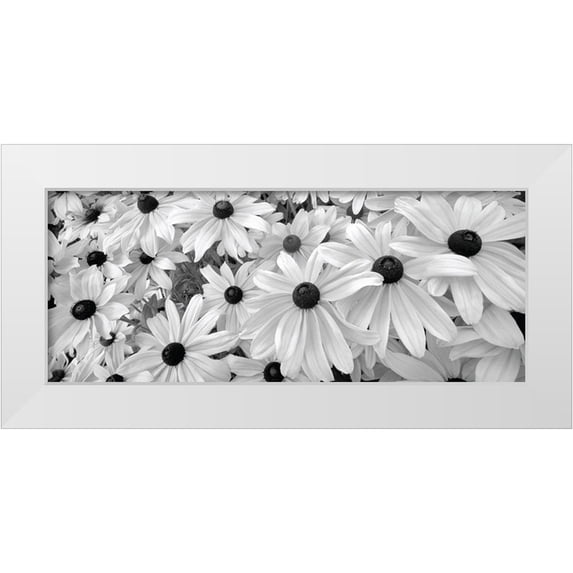Frates, Dennis 14x8 White Modern Wood Framed Museum Art Print Titled - Black Eyed Susans