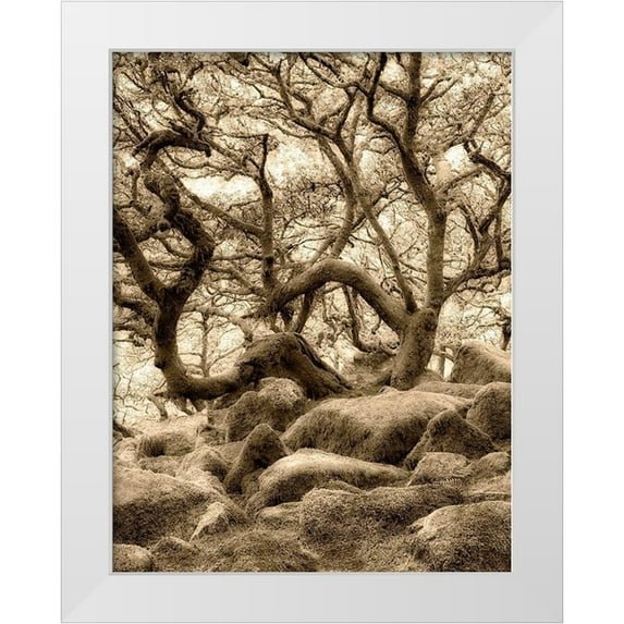 Frates, Dennis 15x18 White Modern Wood Framed Museum Art Print Titled - Moss covered oak trees in Wistmans Wood. Devon County. Dartmoor National Park, England