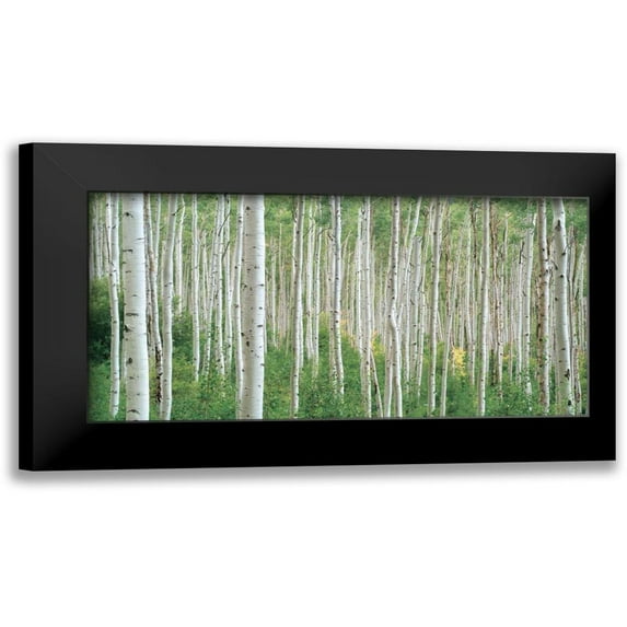 Frates, Dennis 18x11 Black Modern Framed Museum Art Print Titled - Early Autumn Aspens