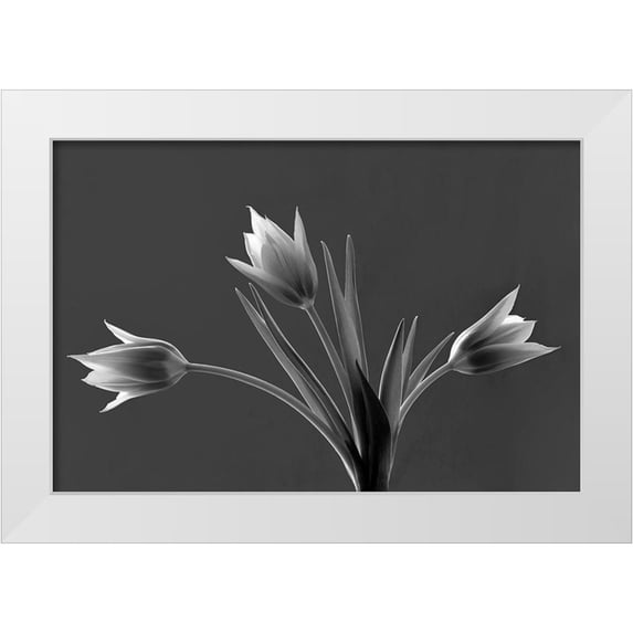 Frates, Dennis 18x13 White Modern Wood Framed Museum Art Print Titled - Tulip Trio