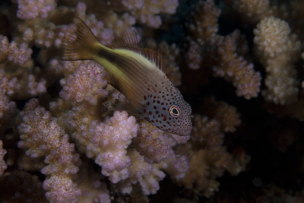 Freakled hawkfish sits on some Acropora coral on a Fijian reef Canvas Art - Terry MooreStocktrek Images (35 x 23)