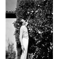 thumbnail image 1 of Fred Astaire Picking Fruit in Black and White Photo Print (24 x 30), 1 of 1