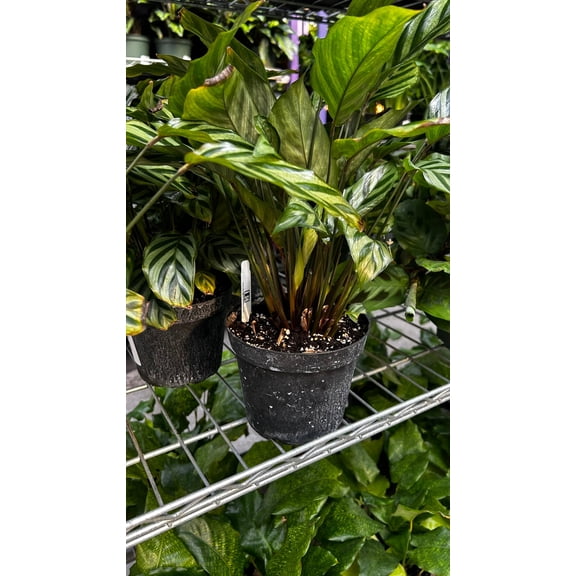 Freddie Prayer Plant-Calathea 'Freddie'-Non-toxic to pets 6" Pot