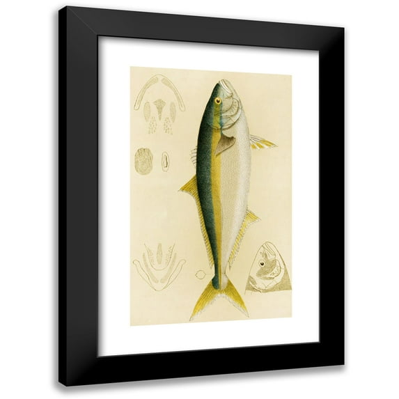 Frederick McCoy 10x14 Black Modern Framed Museum Art Print Titled - Fishes IV (1885-1890)