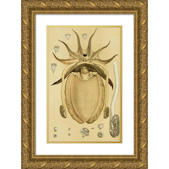 Frederick McCoy 13x18 Gold Ornate Wood Frame and Double Matted Museum Art Print Titled - Mollusca IV (1885-1890)