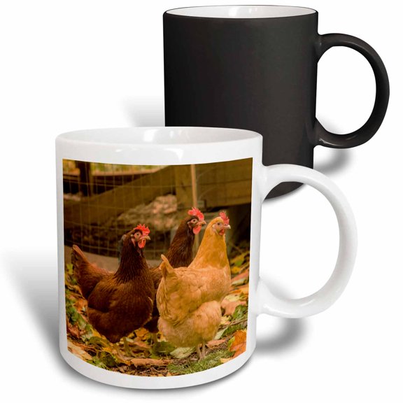 3drose, Free-ranging Buff Orpington and Rhode Island Red Chickens, 11oz Magic Transforming Mug
