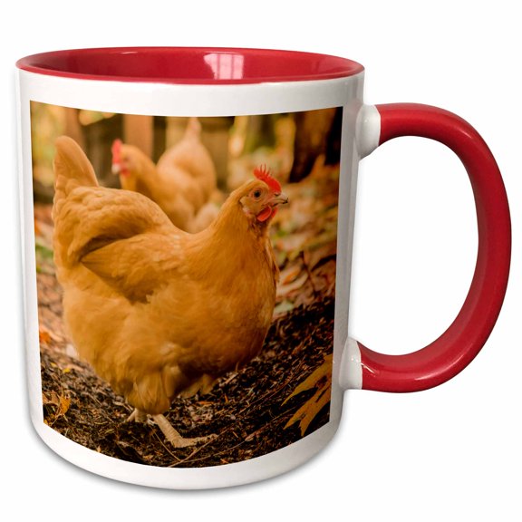 3drose, Free-ranging Buff Orpington Chickens., 11oz Two-tone Red Mug