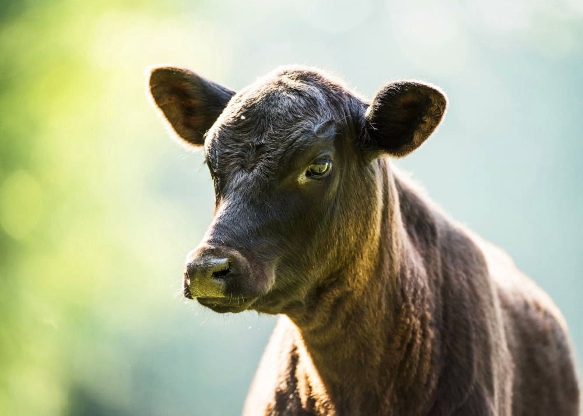 Free range angus calf Gaitor Florida United States of America Canvas Art - Mark Emery Design Pics (18 x 13)