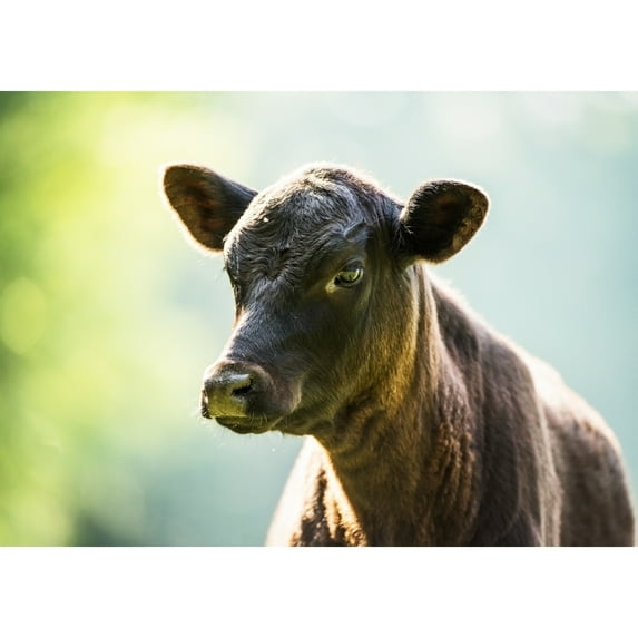 Free range angus calf; Gaitor Florida United States of America Poster Print (18 x 13)