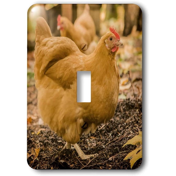 3dRose, Free-ranging Buff Orpington chickens. , single toggle switch