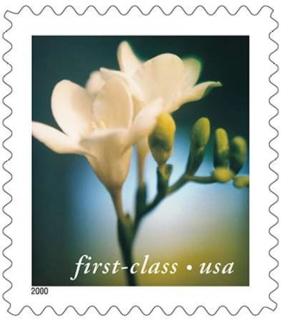 Freesia With Green Background Canvas Art - US POSTAL SERVICE (24 x 24)