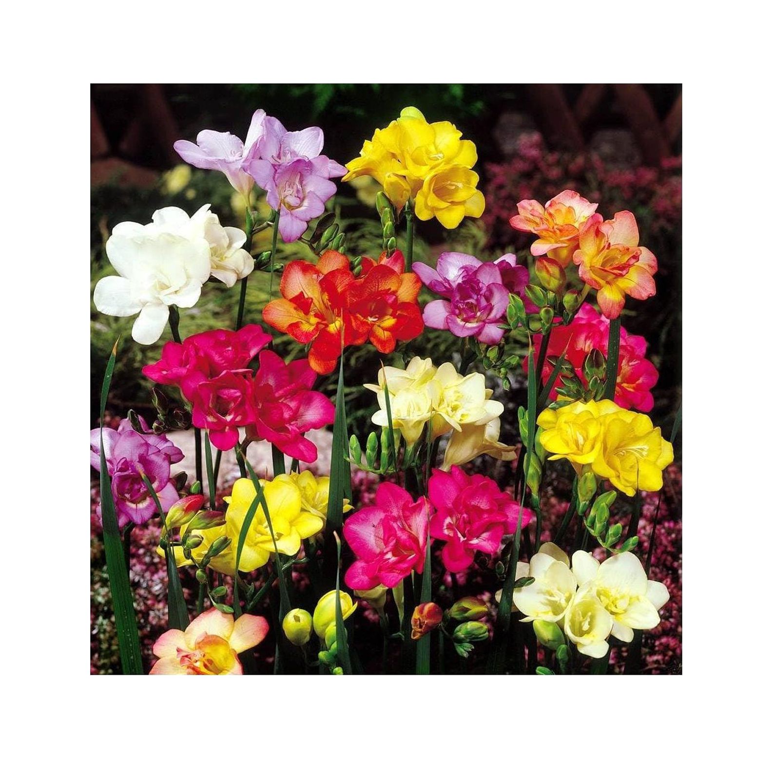 Freesia double flowering mix 20 flower bulbs