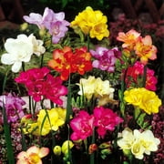 Freesia double flowering mix - 20 flower bulbs