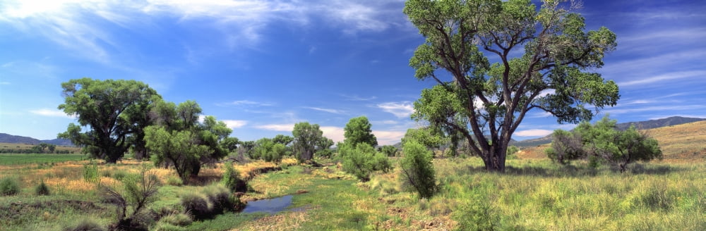 Fremont Cottonwood trees in field San Rafael Valley Santa Cruz County Arizona USA Canvas Art - Panoramic Images (36 x 12)