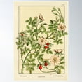 thumbnail image 1 of French Botanical Flower Plate - Maurice Verneuil - Eglantier Poster Wall Art, Modern Wall Decor For Living Room Bedroom, 8x12 UNFRAMED, 1 of 2