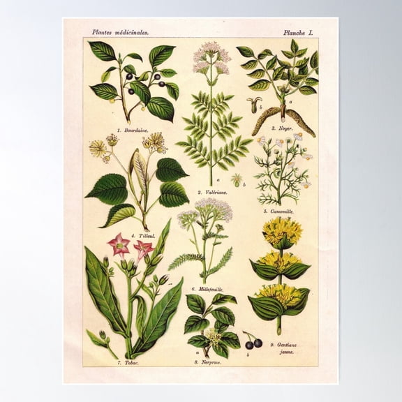 French Botanical Illustration - Henri Coupin - Plantes Medicinales Planche 1 Poster Wall Art, Modern Wall Decor For Living Room Bedroom, 12x18 UNFRAMED