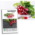thumbnail image 1 of French Breakfast Radish Seeds for Planting, 200+ Heirloom Seeds Per Packet, (Isla's Garden Seeds), Non GMO Seeds, Botanical Name: Raphanus sativus, Great Home Garden Gift, 1 of 8